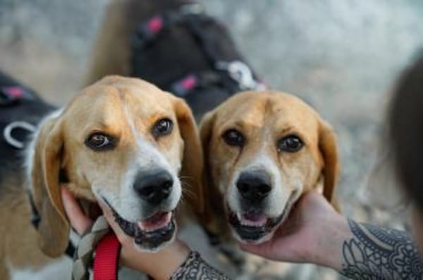 Mozart und Mimoza - zwei Brüder