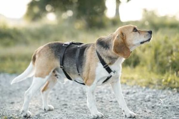 Mozart und Mimoza - zwei Brüder