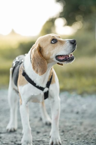 Mozart und Mimoza - zwei Brüder