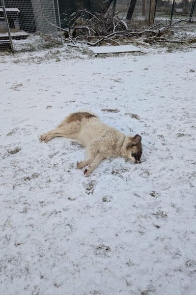 Ozora möchte überzeugen