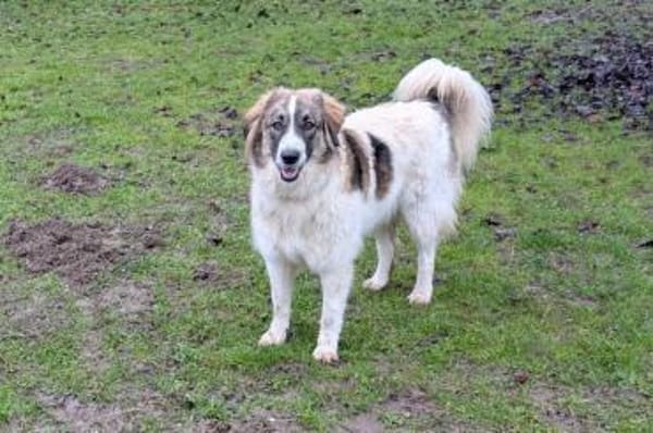 Ozora möchte überzeugen