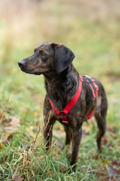 Hollie zarter Rüde aus dem Tierschutz