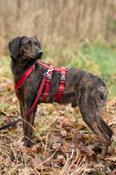 Hollie zarter Rüde aus dem Tierschutz