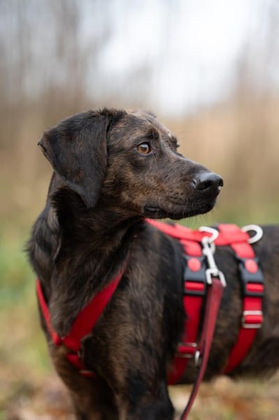 Hollie zarter Rüde aus dem Tierschutz