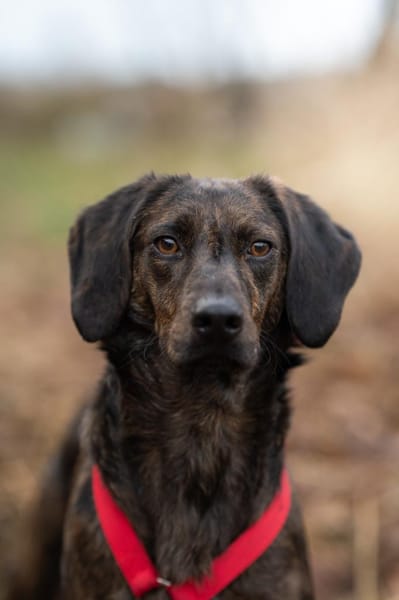 Hollie zarter Rüde aus dem Tierschutz