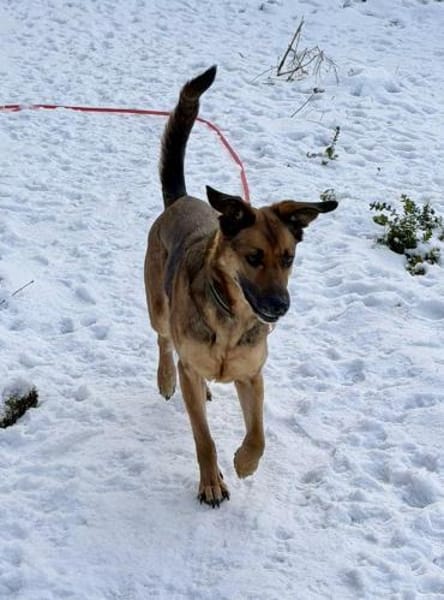 Dina, leinenführig, neugierig,lernwillig