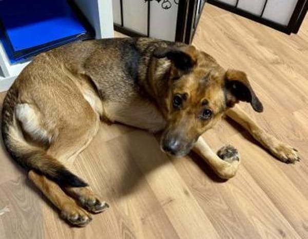 Dina, leinenführig, neugierig,lernwillig