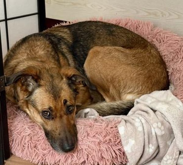 Dina, leinenführig, neugierig,lernwillig