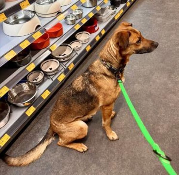 Dina, leinenführig, neugierig,lernwillig