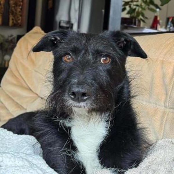 Benito - ist lernwillig