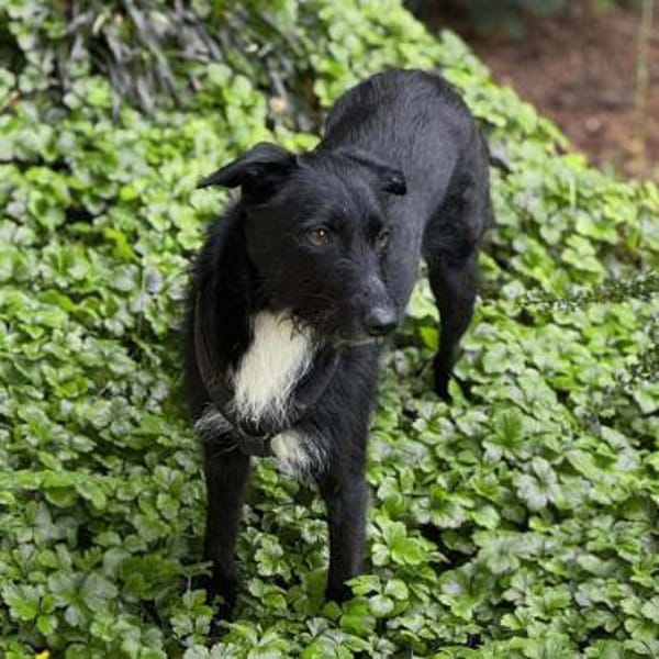 Benito - ist lernwillig