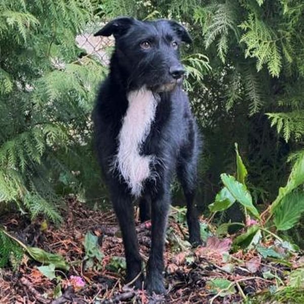 Benito - ist lernwillig