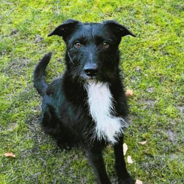 Benito - ist lernwillig