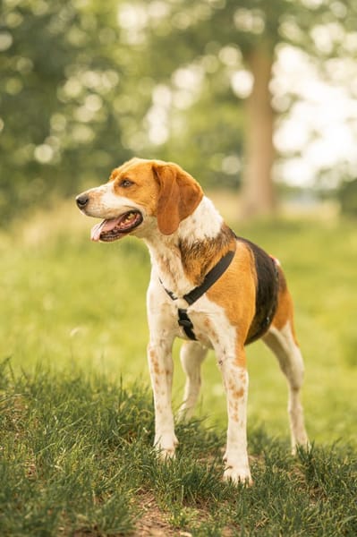 Rooky - ein toller Rüde!