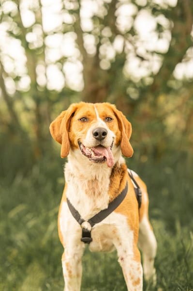 Rooky - ein toller Rüde!