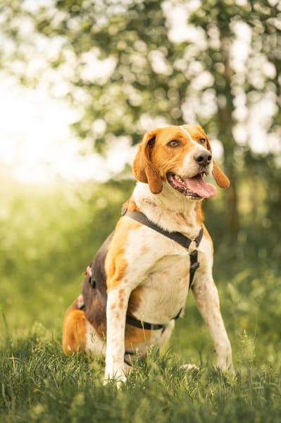 Rooky - ein toller Rüde!