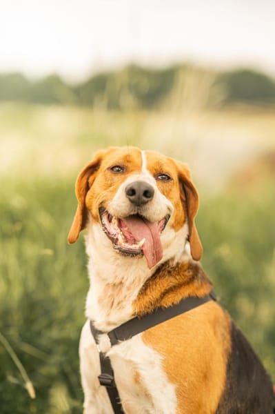 Rooky - ein toller Rüde!