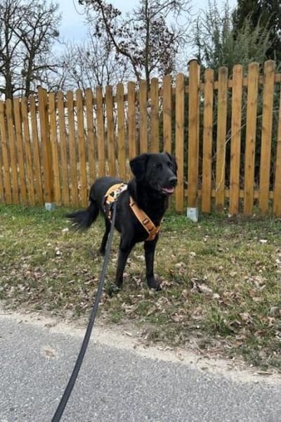 Blacky- Das Glück zum Greifen nah