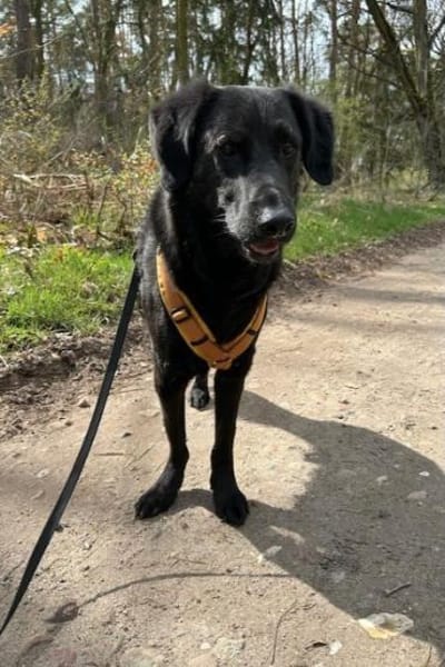 Blacky- Das Glück zum Greifen nah