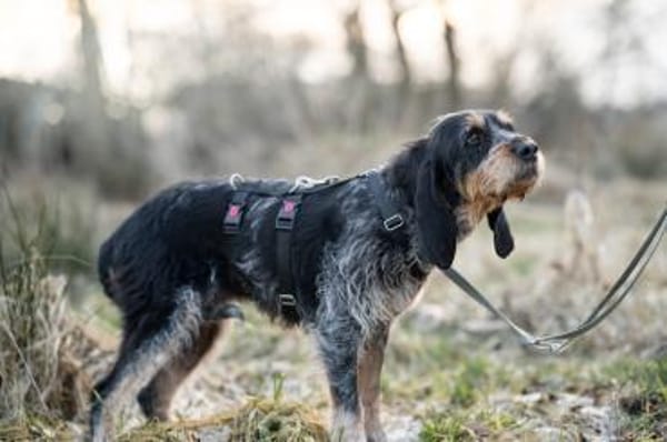 Jasmin - zarte Seele!