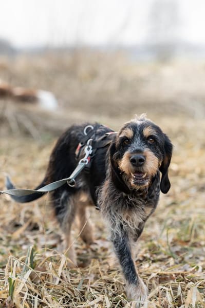 Jasmin - zarte Seele!