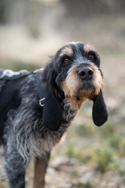 Jasmin - zarte Seele!