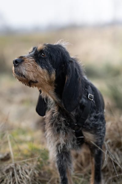 Jasmin - zarte Seele!