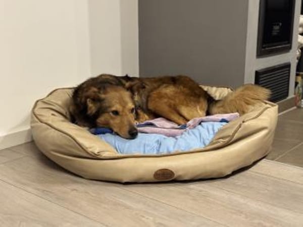 Bildhübsche Dusja sucht ein Zuhause!