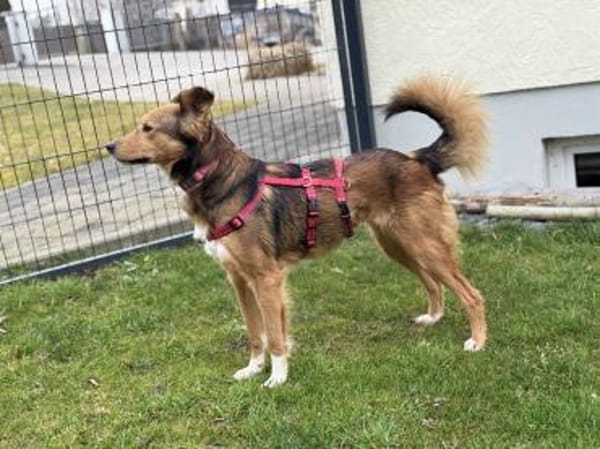 Bildhübsche Dusja sucht ein Zuhause!