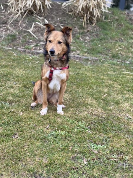 Bildhübsche Dusja sucht ein Zuhause!