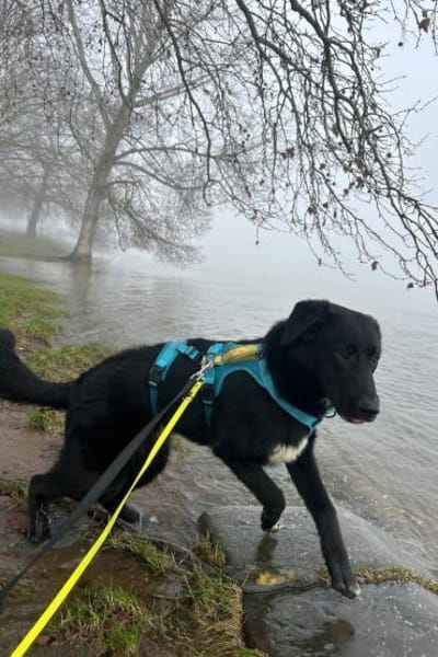 Cosmo -Schäfi-Mix in 55116 Mainz