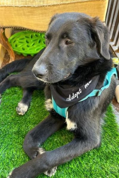 Cosmo -Schäfi-Mix in 55116 Mainz