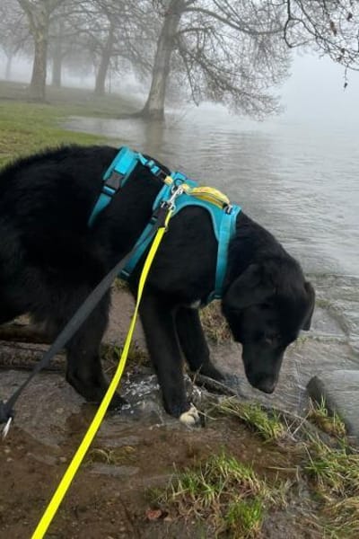 Cosmo -Schäfi-Mix in 55116 Mainz