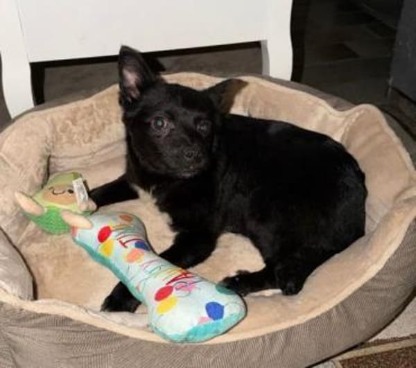 KNÖPPI -rundum tolles Hundekind-