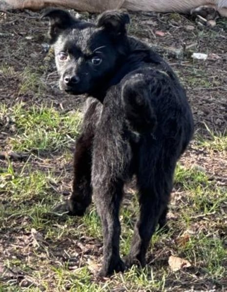 KNÖPPI -rundum tolles Hundekind-