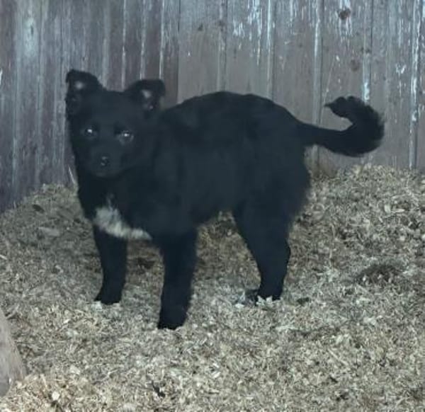 KNÖPPI -rundum tolles Hundekind-