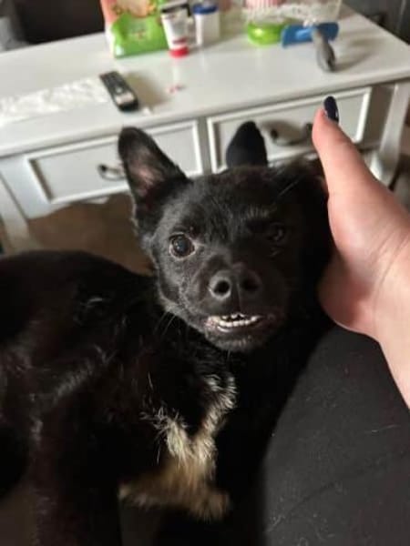 KNÖPPI -rundum tolles Hundekind-