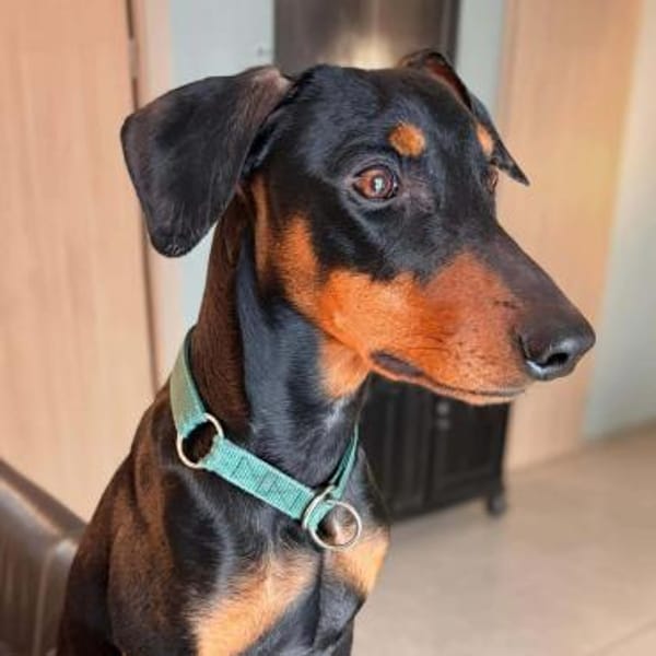 Silas - ist freundlich&offen