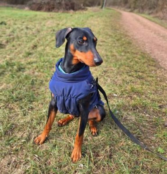 Silas - ist freundlich&offen