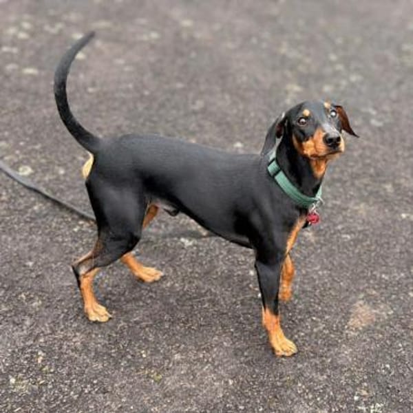 Silas - ist freundlich&offen