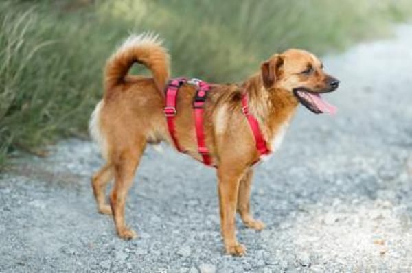 Marcel - Freude auf vier Pfoten!