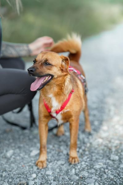 Marcel - Freude auf vier Pfoten!