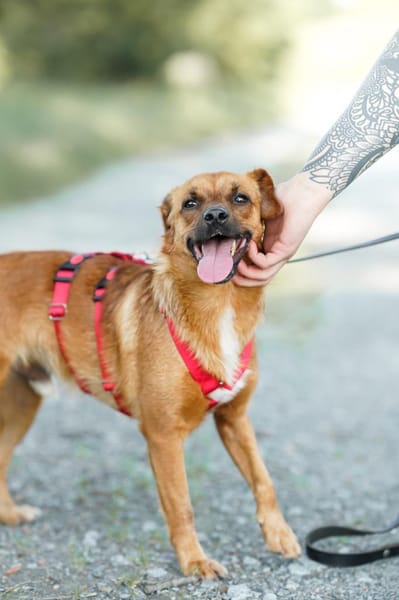 Marcel - Freude auf vier Pfoten!