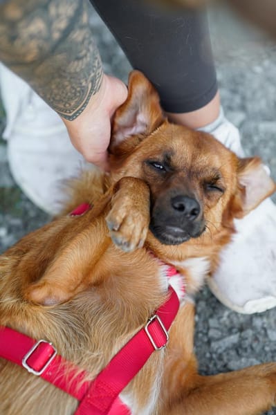 Marcel - Freude auf vier Pfoten!