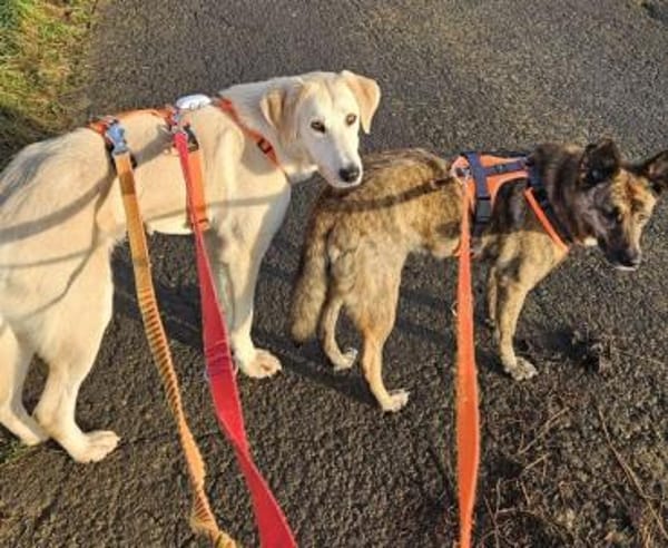 HANS -sanft & zurückhaltend-