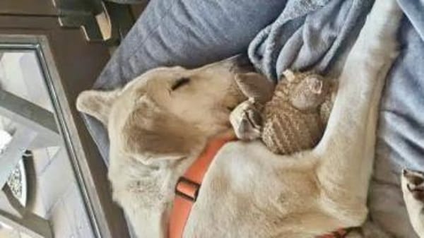 HANS -sanft & zurückhaltend-