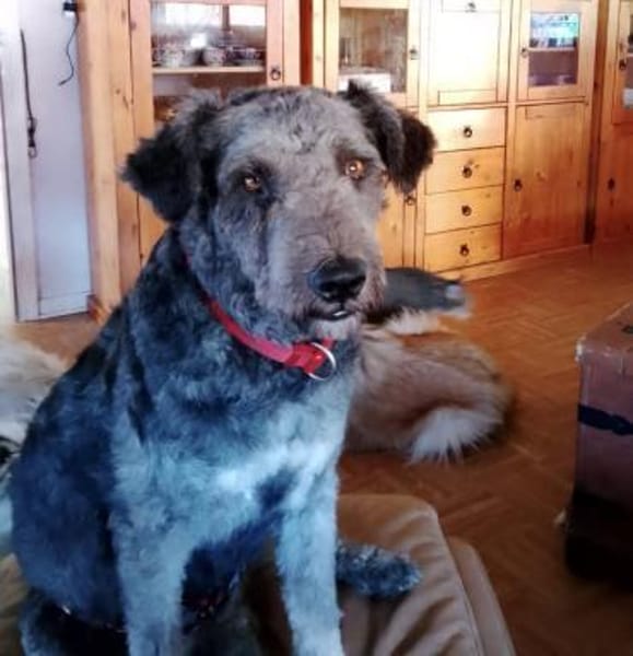 Berlo - Traumwuschel bei 66955 Pirmasens