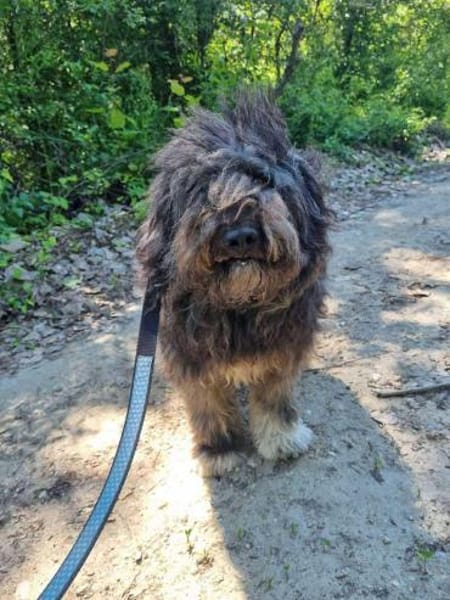 Berlo - Traumwuschel bei 66955 Pirmasens