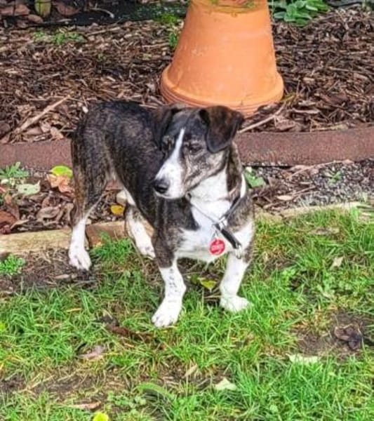 Süßer Tayo - Wartet in 48691 Vreden