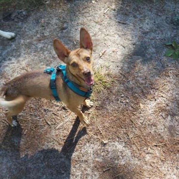 Halbe Portion Scotty sucht großes Glück